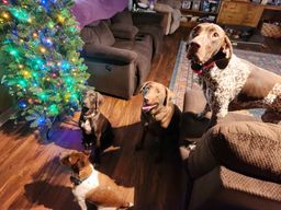 Tater, Stella, Lucy, and Moose